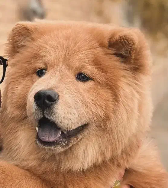 سگ چاو چاو|سگ|تبریز, |دیوار