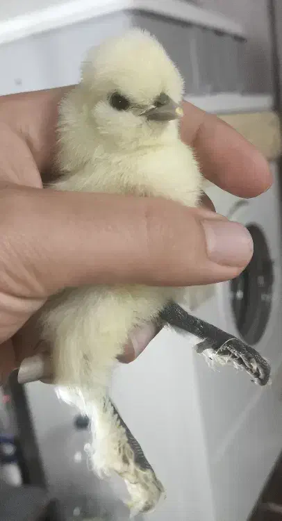 جوجه و تخم نطفه دار ، نژاد سلطان اصلیل ( وارداتی )|حیوانات مزرعه|رشت, جانبازان|دیوار