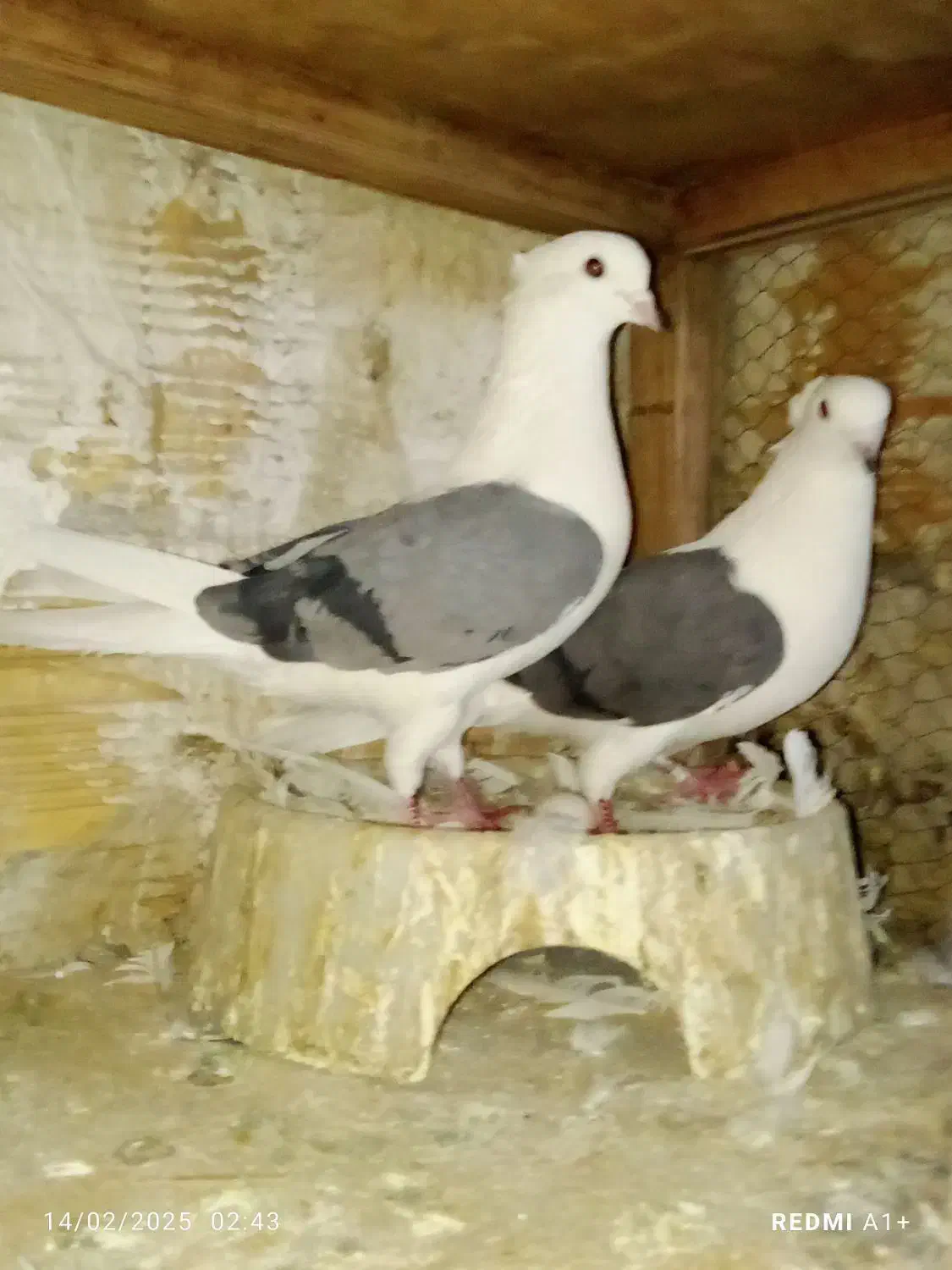 همه مهذ و سلامت|پرنده|فردیس, شهرک صنعتی سیمین دشت|دیوار