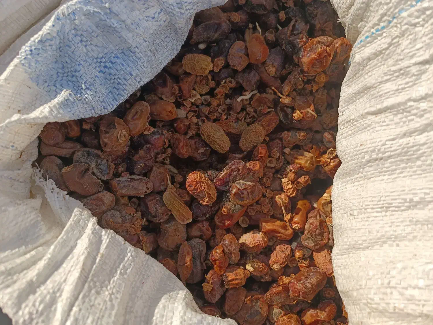 ضایعات خرما برای دام کنگا|لوازم جانبی حیوانات|کاکی, |دیوار