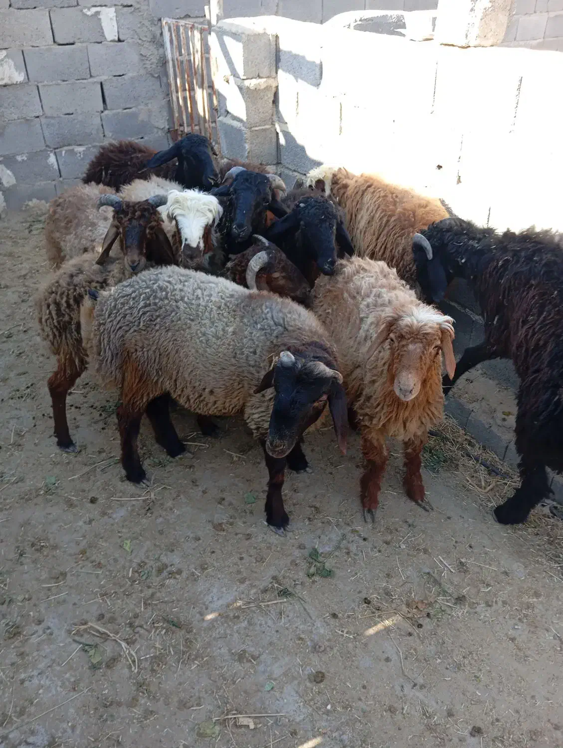 ده عدد بره نر و ماده|حیوانات مزرعه|جنت, |دیوار