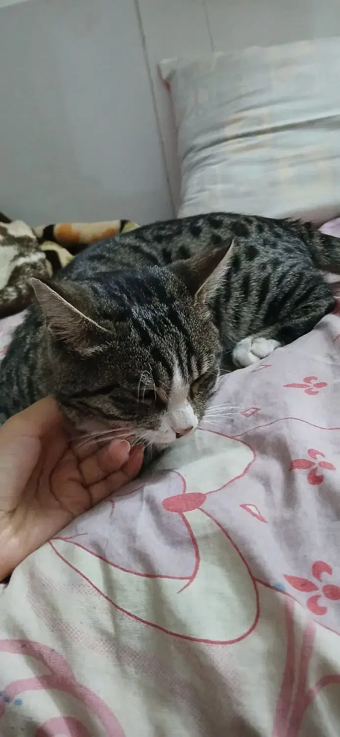 گربه|گربه|بیرجند, |دیوار