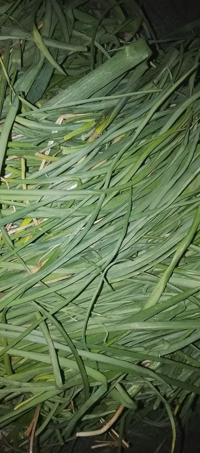 لیزک|عمده‌فروشی|دهدشت, |دیوار