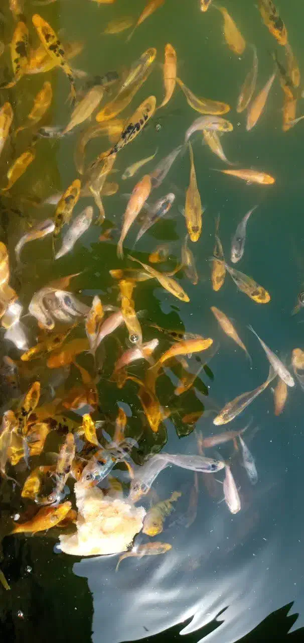 ماهی کوی|ماهی|مشهد, مهدی آباد|دیوار