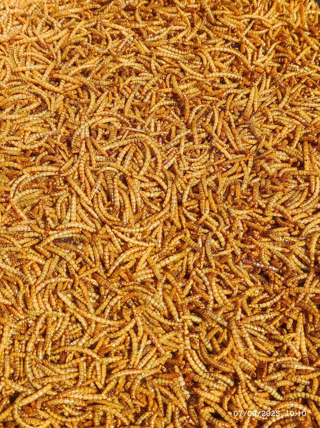 میلورم خشک|خزنده|مشهد, پنجتن|دیوار