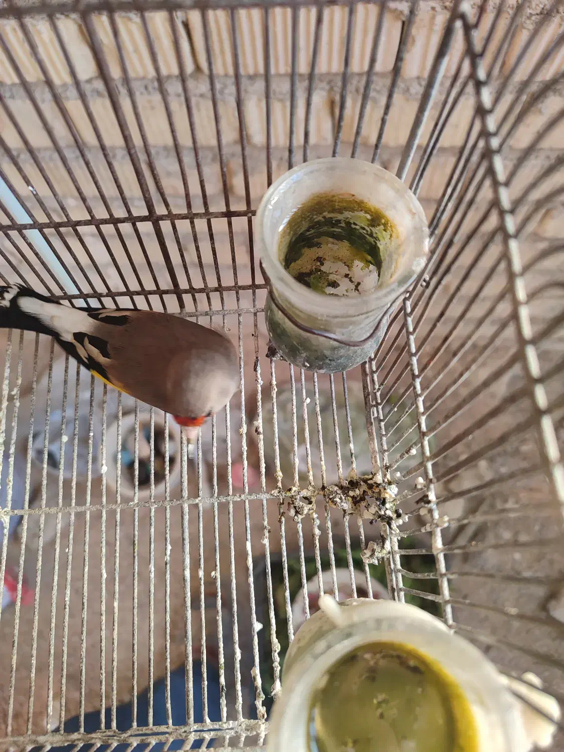 سهره کرمانی ماده اماده|پرنده|شیراز, شهرک گلستان|دیوار