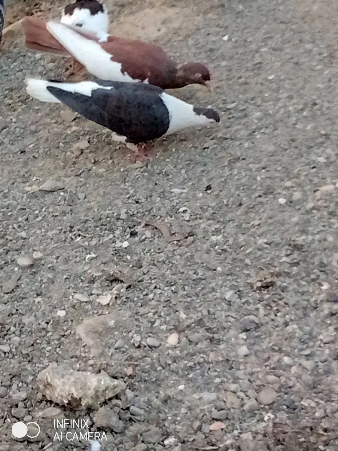 تعدادی مرغ خروس خانگی فروخته میشود|پرنده|ایرانشهر, |دیوار