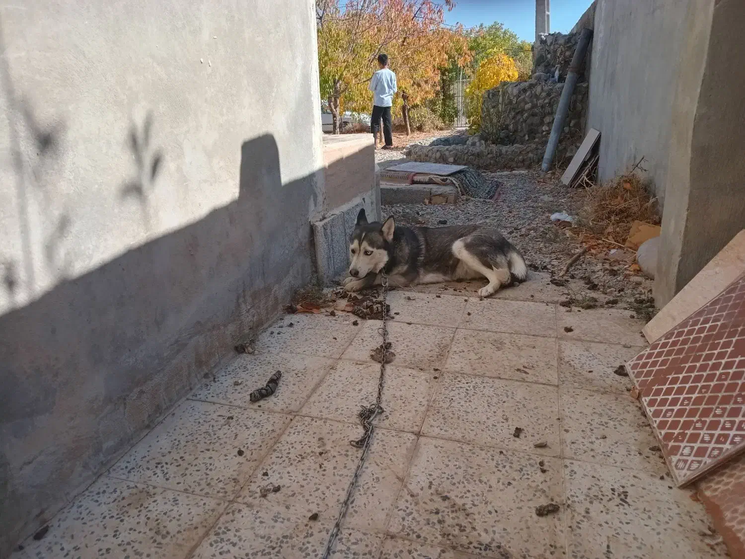 سلام سگ هاسکی چشم تا به تا|سگ|مهاجران, |دیوار