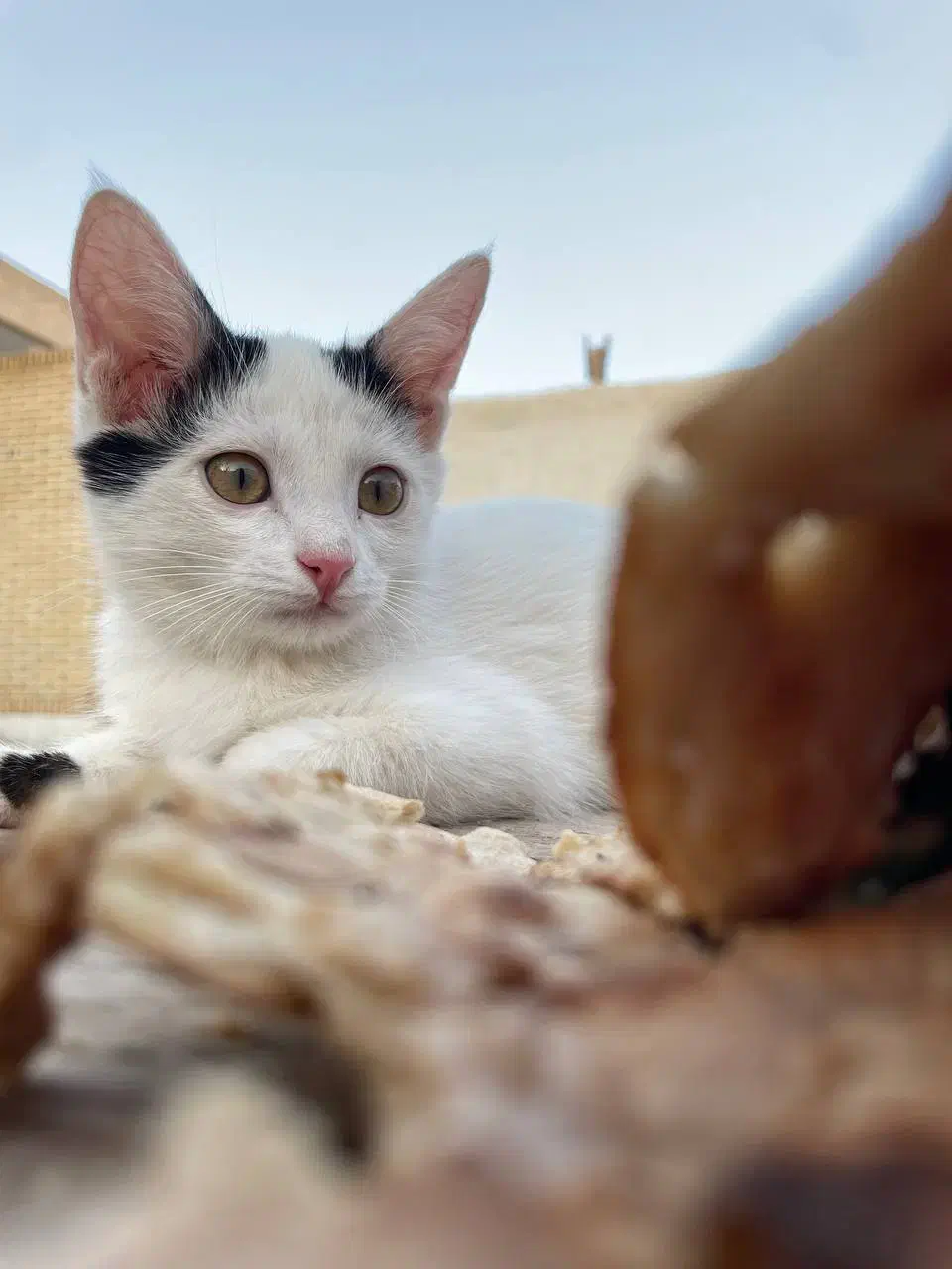 واگذاری رایگان بچه گربه خانگی|گربه|اشکذر, |دیوار