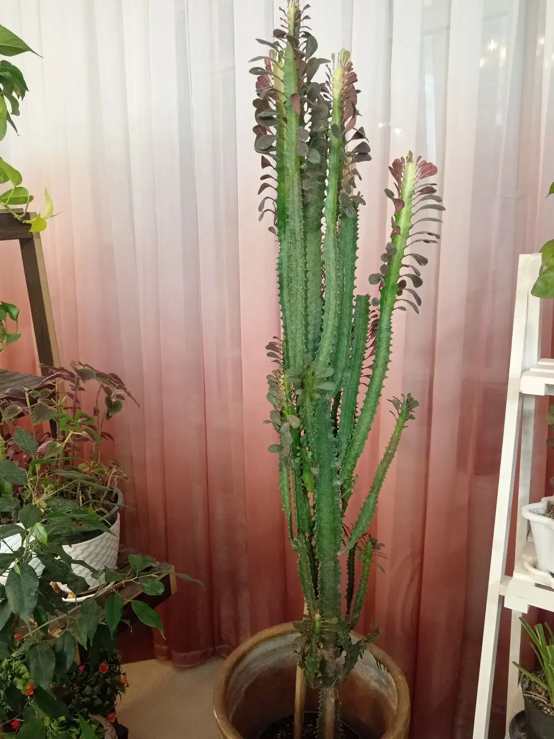 گل وگیاه|گل و گیاه طبیعی|یزد, |دیوار