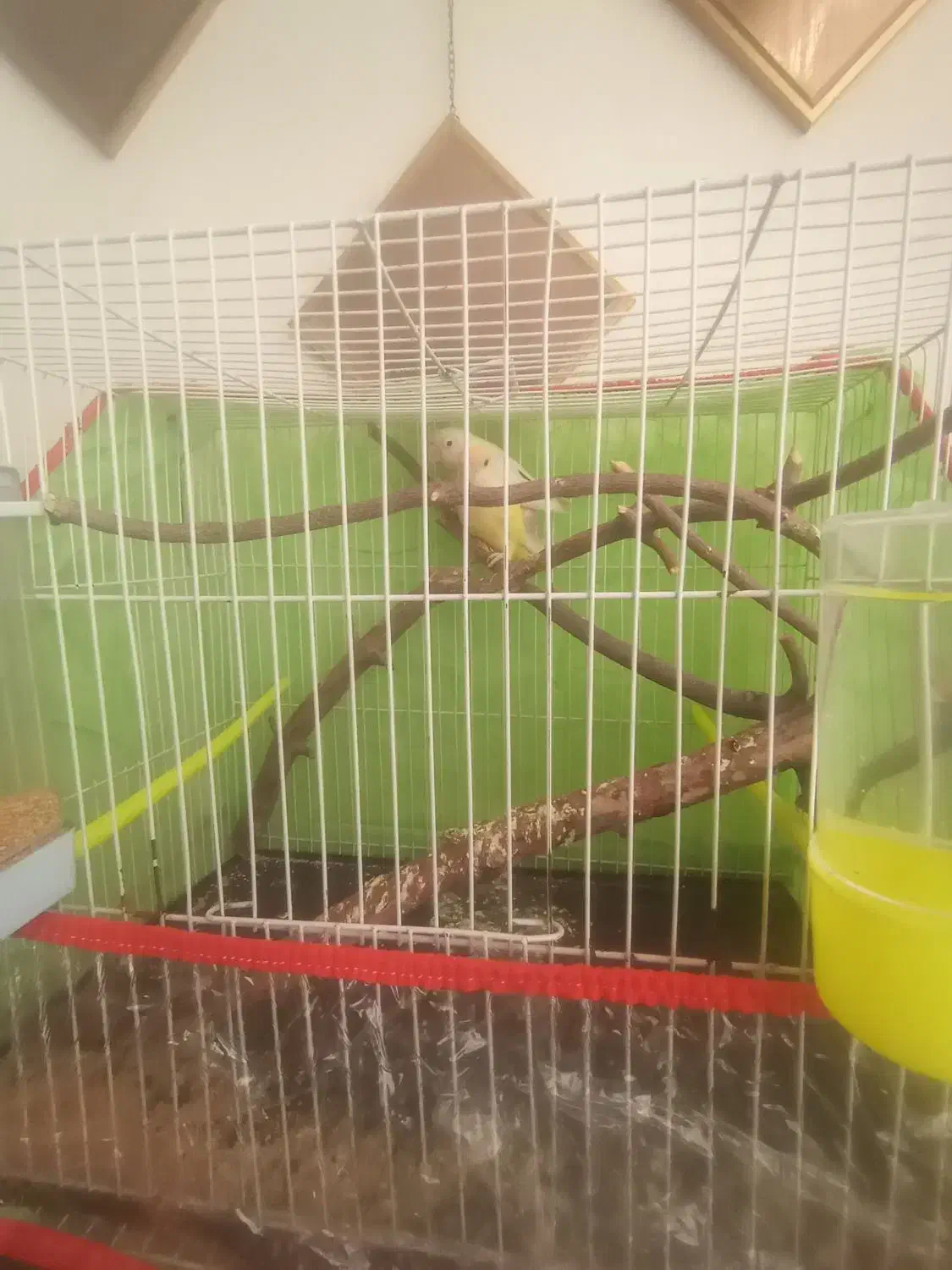 طوطی کتوله|پرنده|تربتحیدریه, باغ سلطانی|دیوار