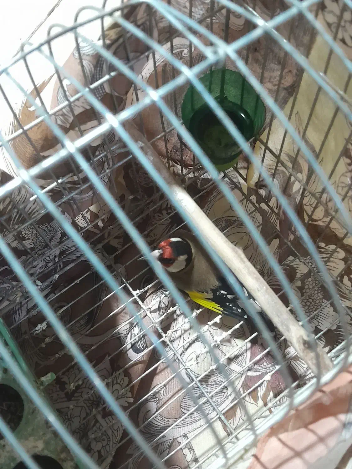 سهره|پرنده|تویسرکان, |دیوار