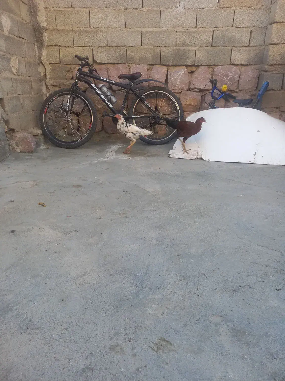 نیمچه خروس و مرغ|حیوانات مزرعه|حسین آباد, |دیوار