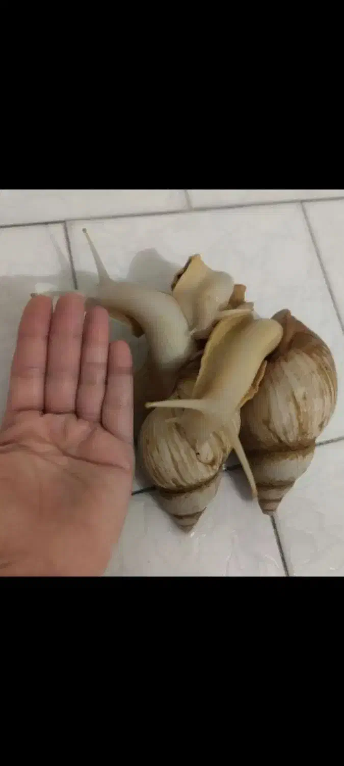 حلزون|خزنده|قم, نوقطار|دیوار