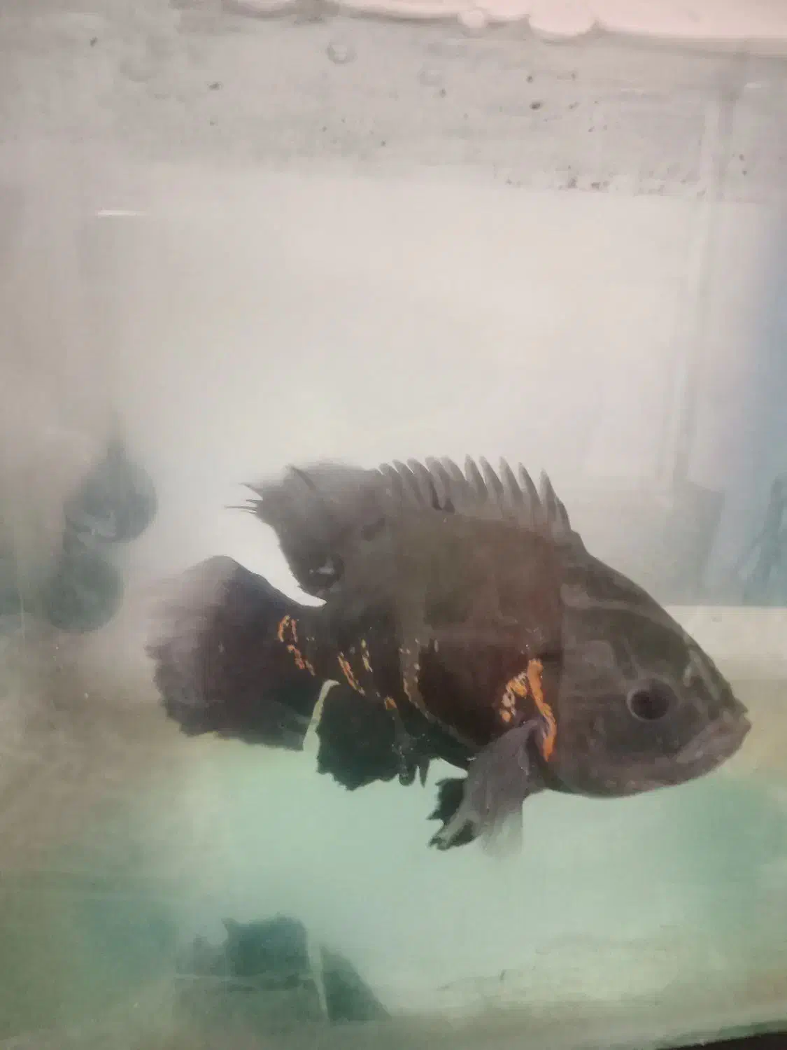 آکواریوم بزرگ و ماهی اسکار بزرگ|ماهی|گرگان, |دیوار