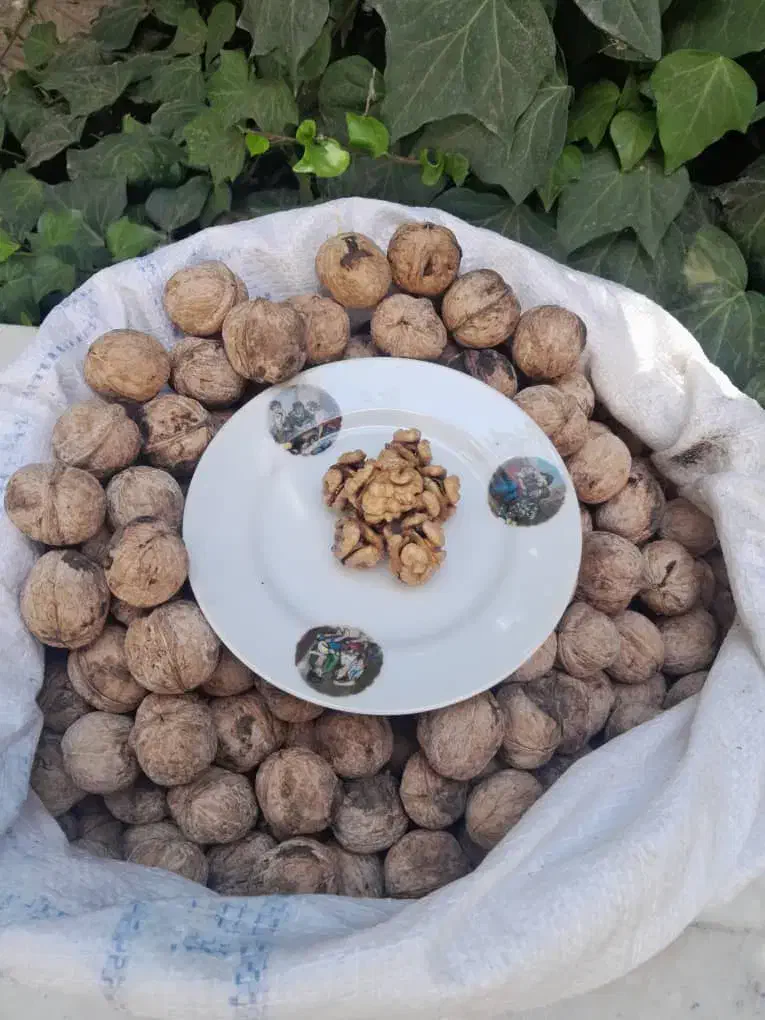 گردو درجه یک قصرالدشت|خوردنی و آشامیدنی|شیراز, قدوسی غربی|دیوار