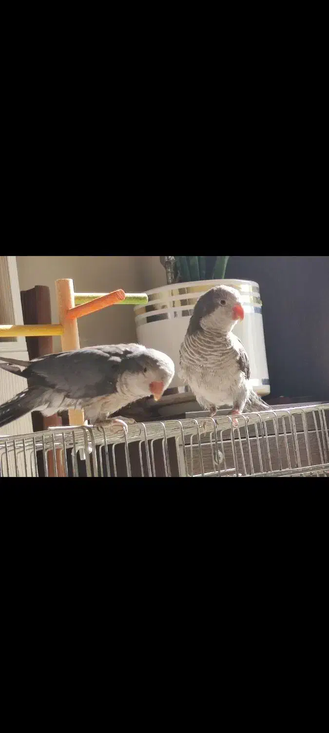 راهب رنگ خاص|پرنده|ری, فیروزآبادی|دیوار