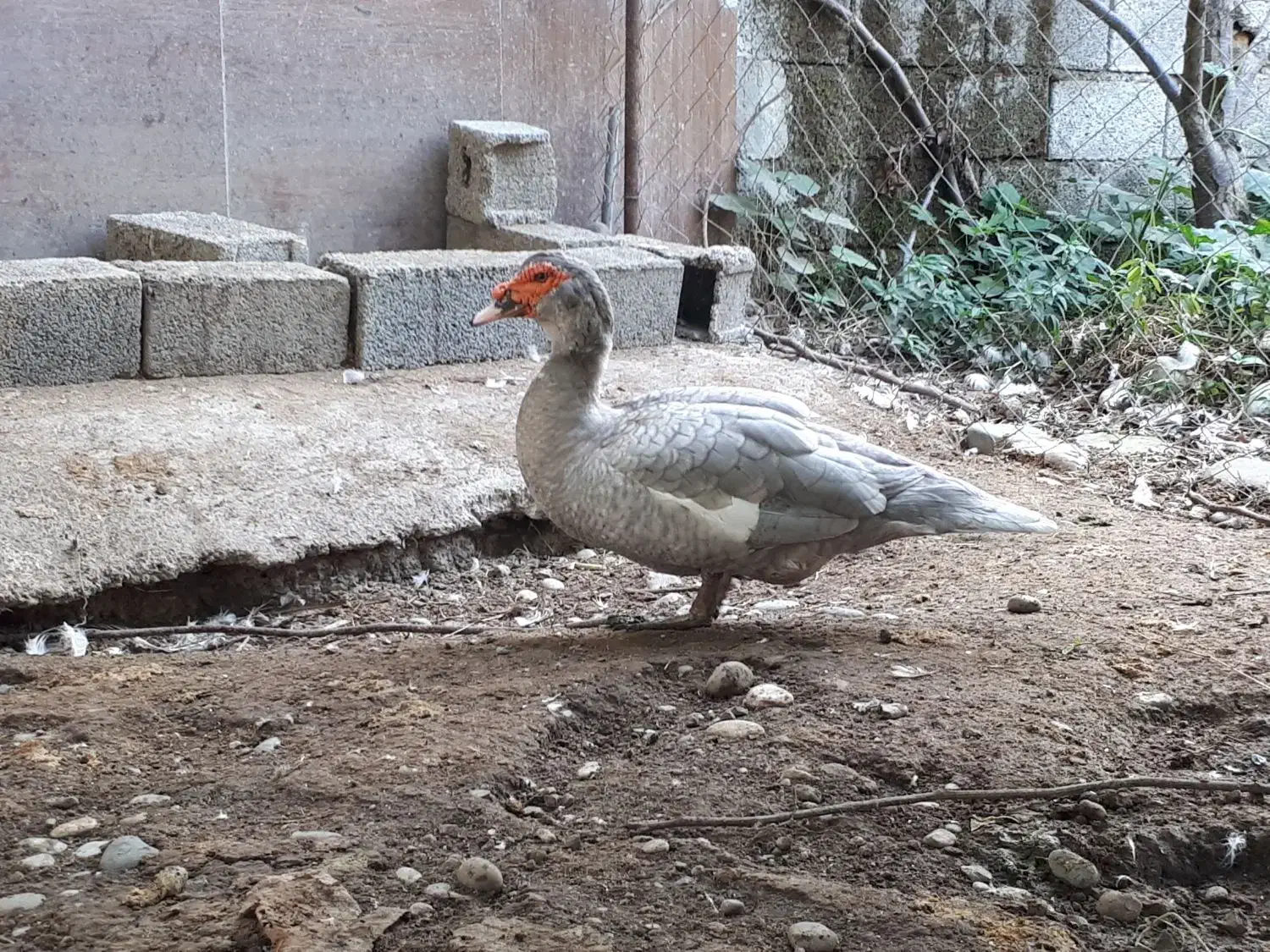 فروش یا معاوضه اردک اسرائیلی نقره ای|حیوانات مزرعه|قائم‌شهر, |دیوار