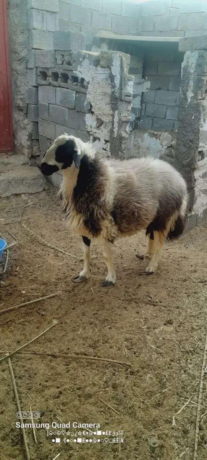 غوچ هترو با ژن دوقلو زایی|حیوانات مزرعه|بستک, |دیوار