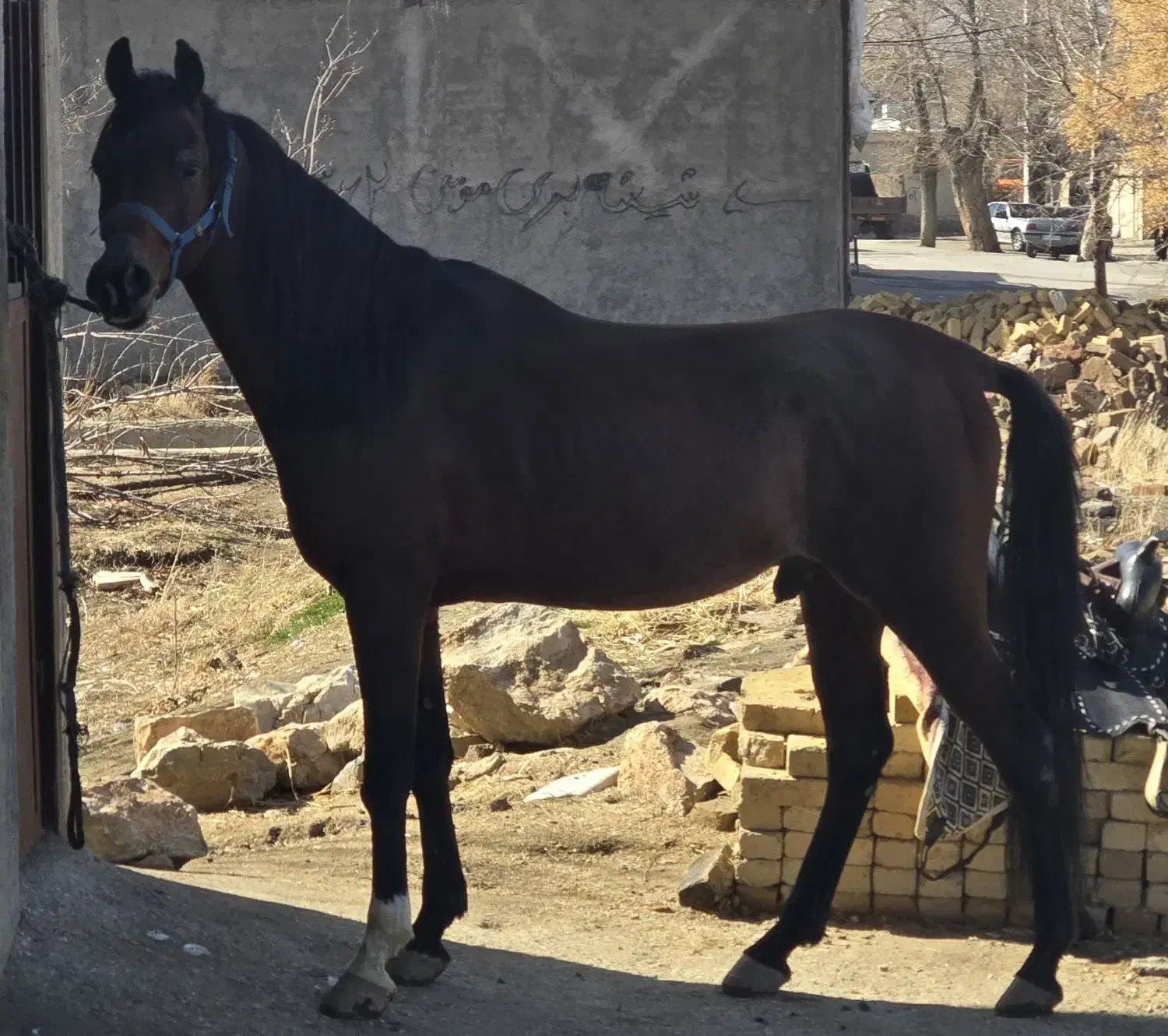 اسب دوسر|اسب و تجهیزات اسبسواری|همدان, |دیوار