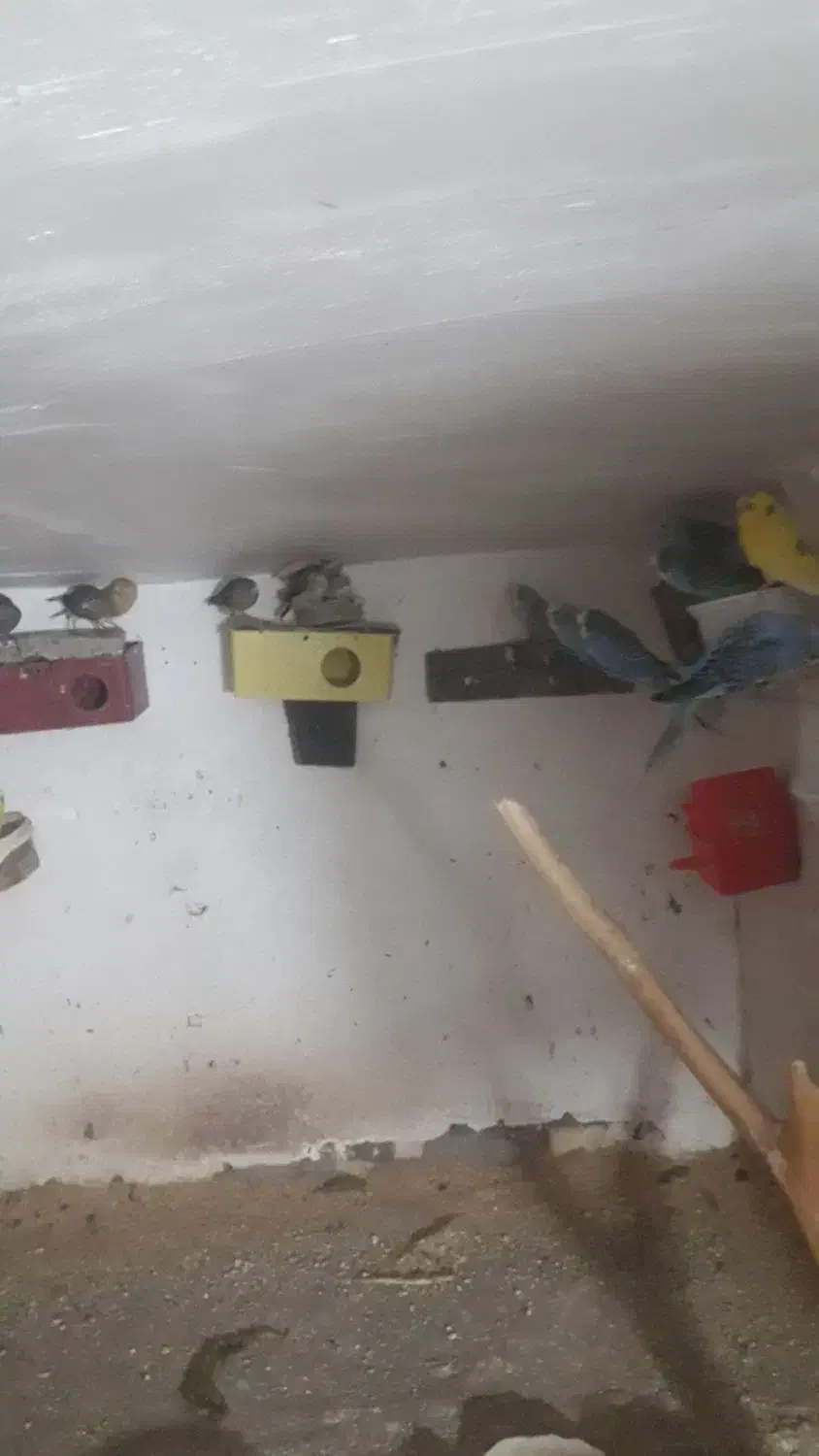 فروش ۲۵ عدد مرغ عشق انگلیسی|پرنده|نیشابور, ریوند|دیوار