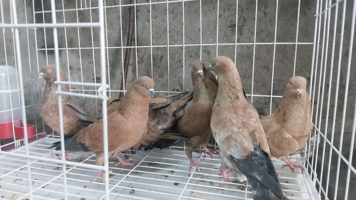 کبوتر کله ای|پرنده|بندر گناوه, |دیوار