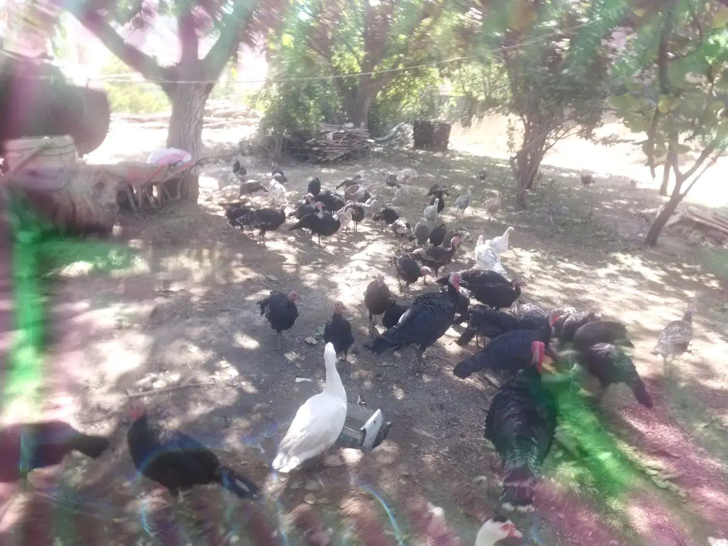 بوقلمون محلی|حیوانات مزرعه|شاهرود (اردبیل), |دیوار