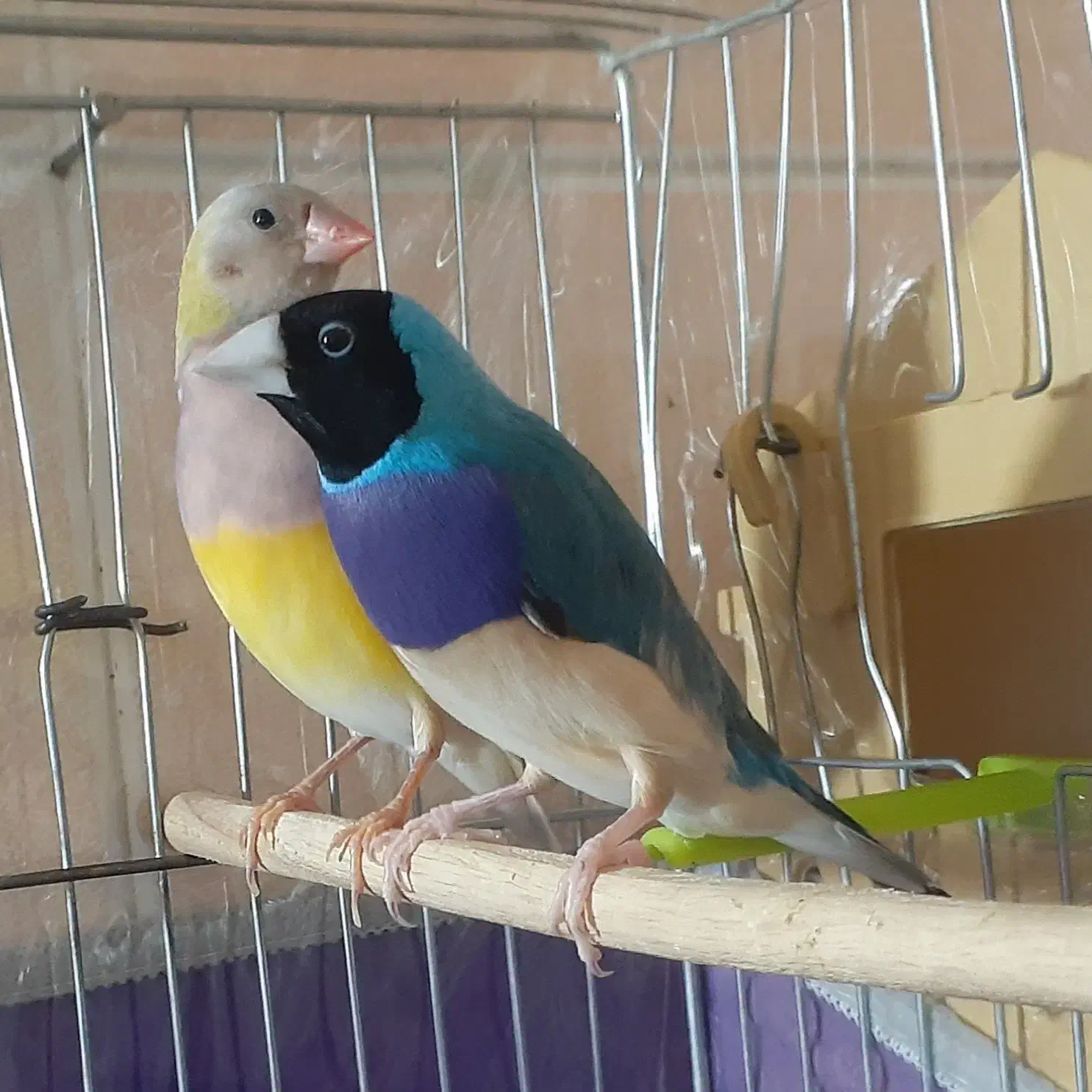 دو جفت گلدین آبی و سیلور و زرد|پرنده|تبریز, |دیوار