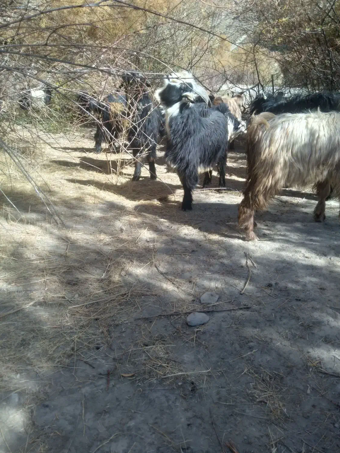 دوبر، بزغاله|حیوانات مزرعه|فریدونشهر, |دیوار