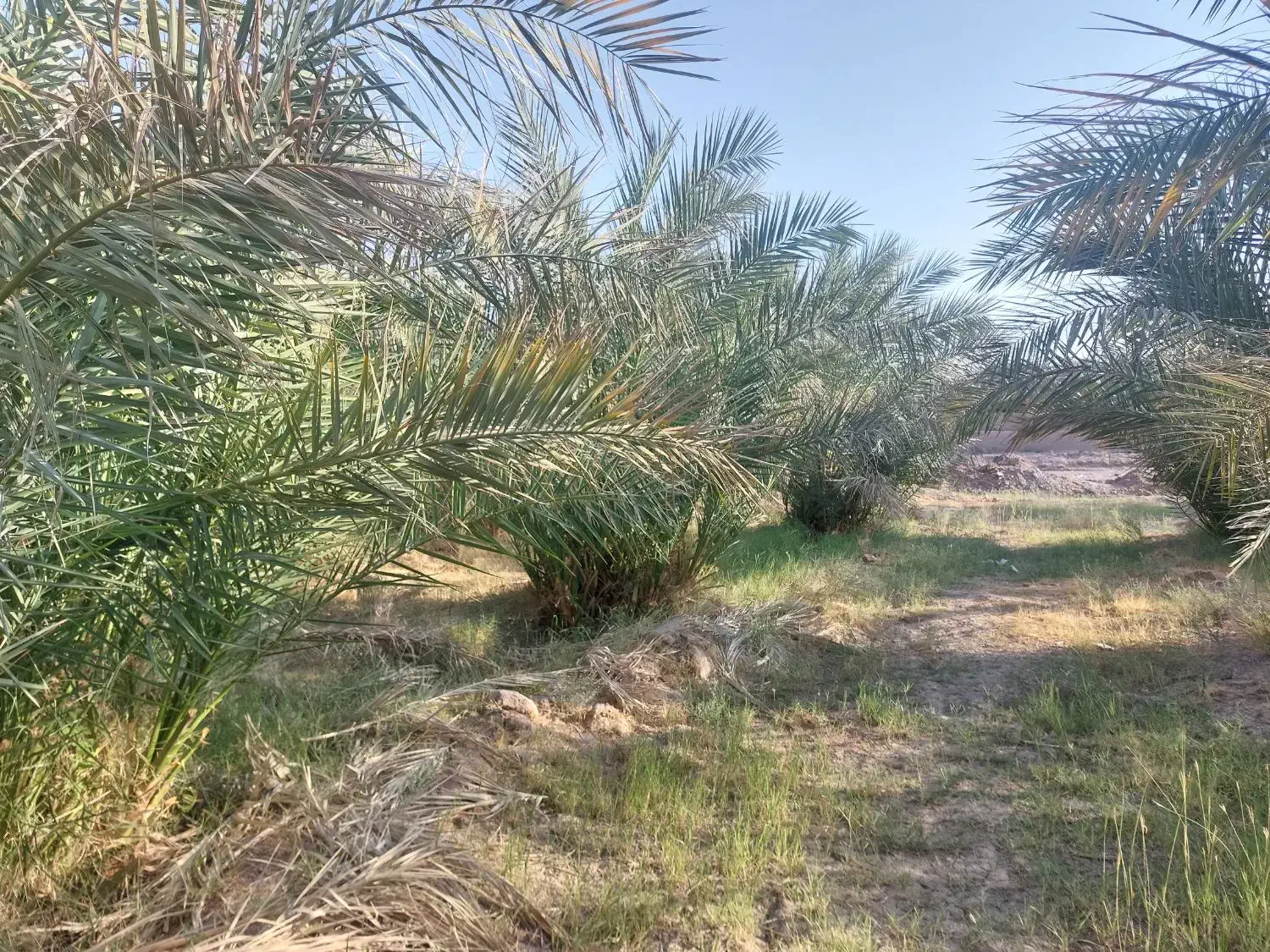 جونگ خرما|گل و گیاه طبیعی|بم, |دیوار