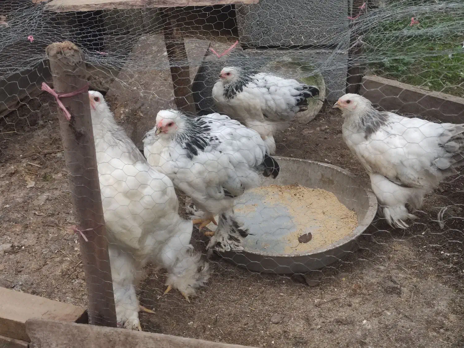 برهما اصیل|حیوانات مزرعه|ماسال, |دیوار