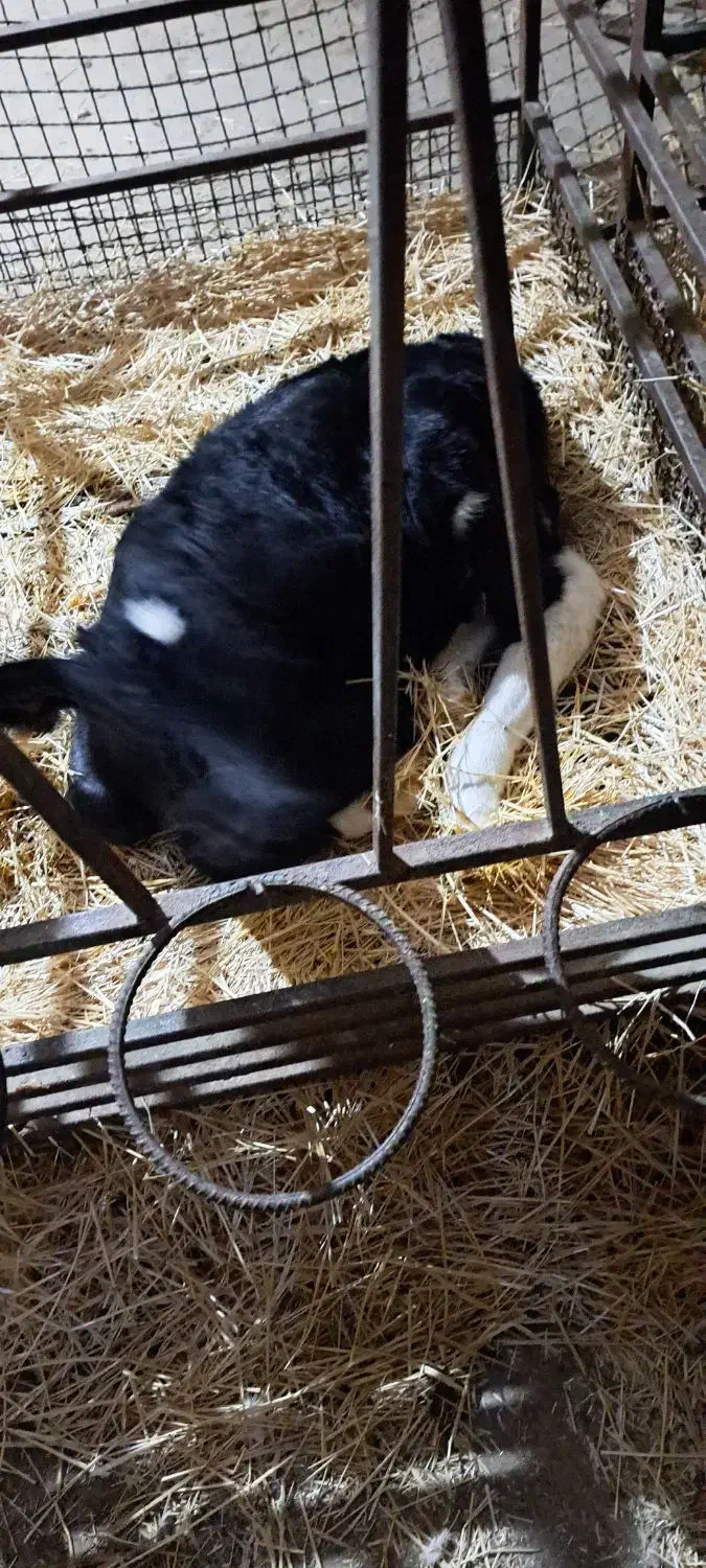 گوساله نر|حیوانات مزرعه|بلبان آباد, |دیوار