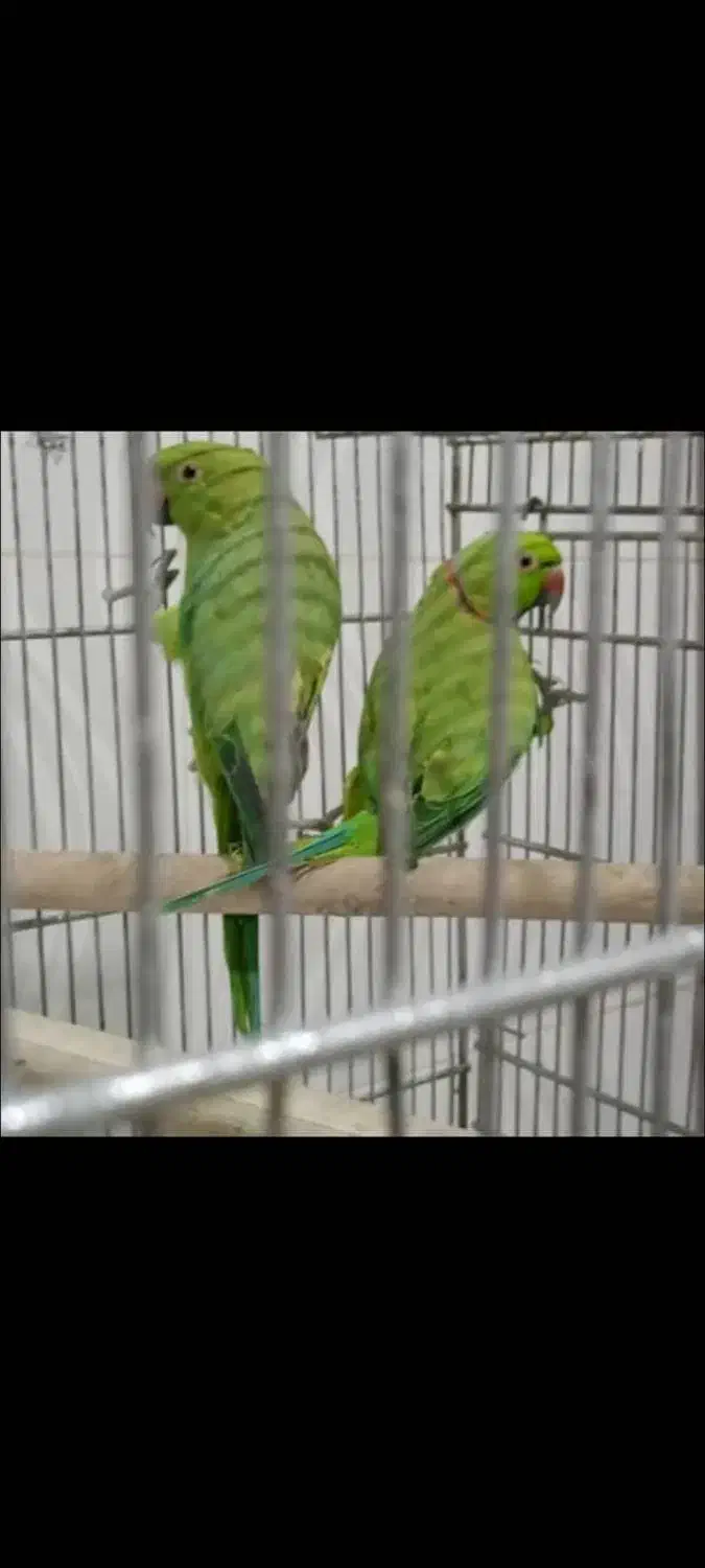 جفت طوطی ملنگو مولد|پرنده|سراوان, |دیوار