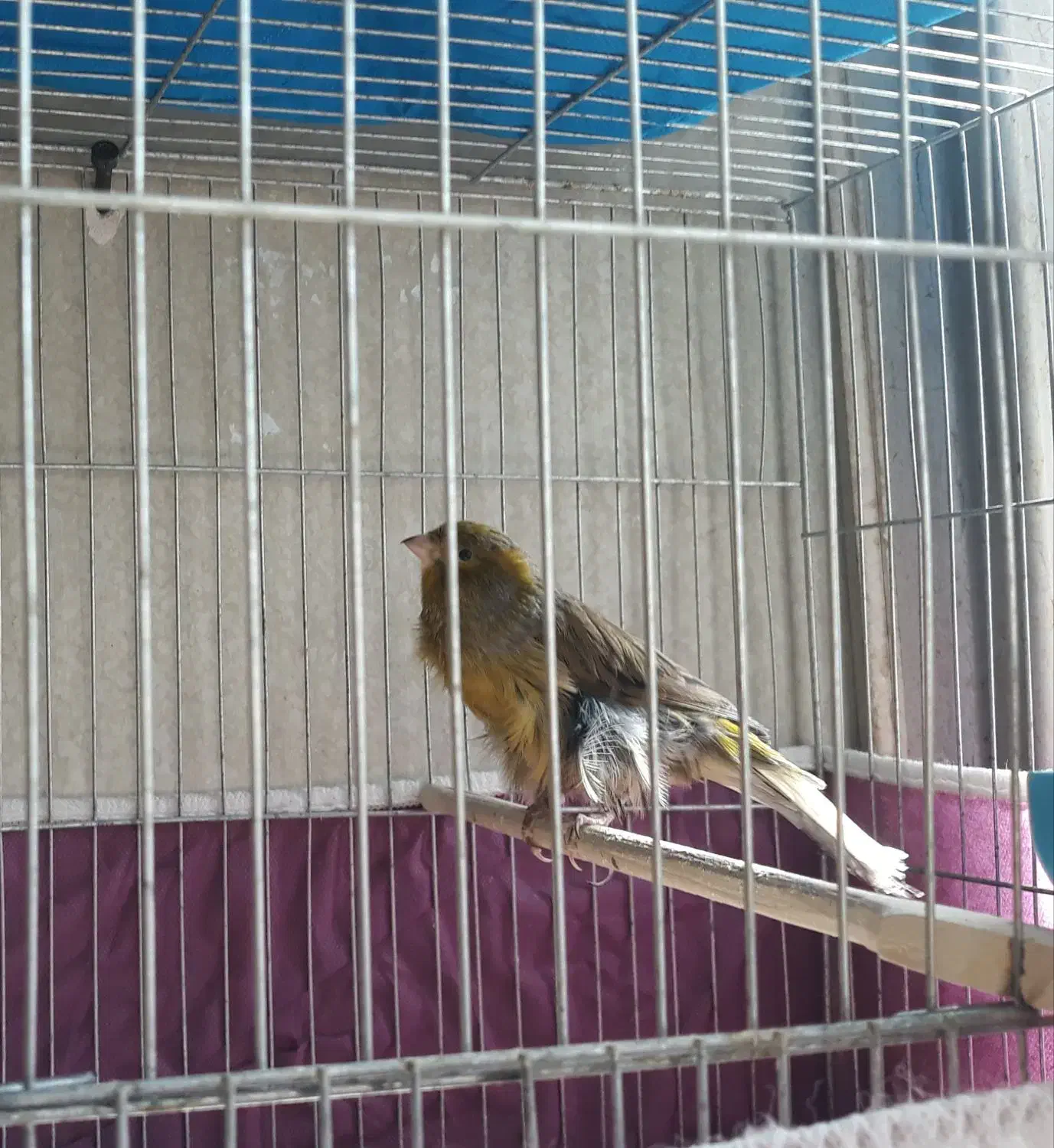 قناری نر سبز|پرنده|اصفهان, جاوان|دیوار