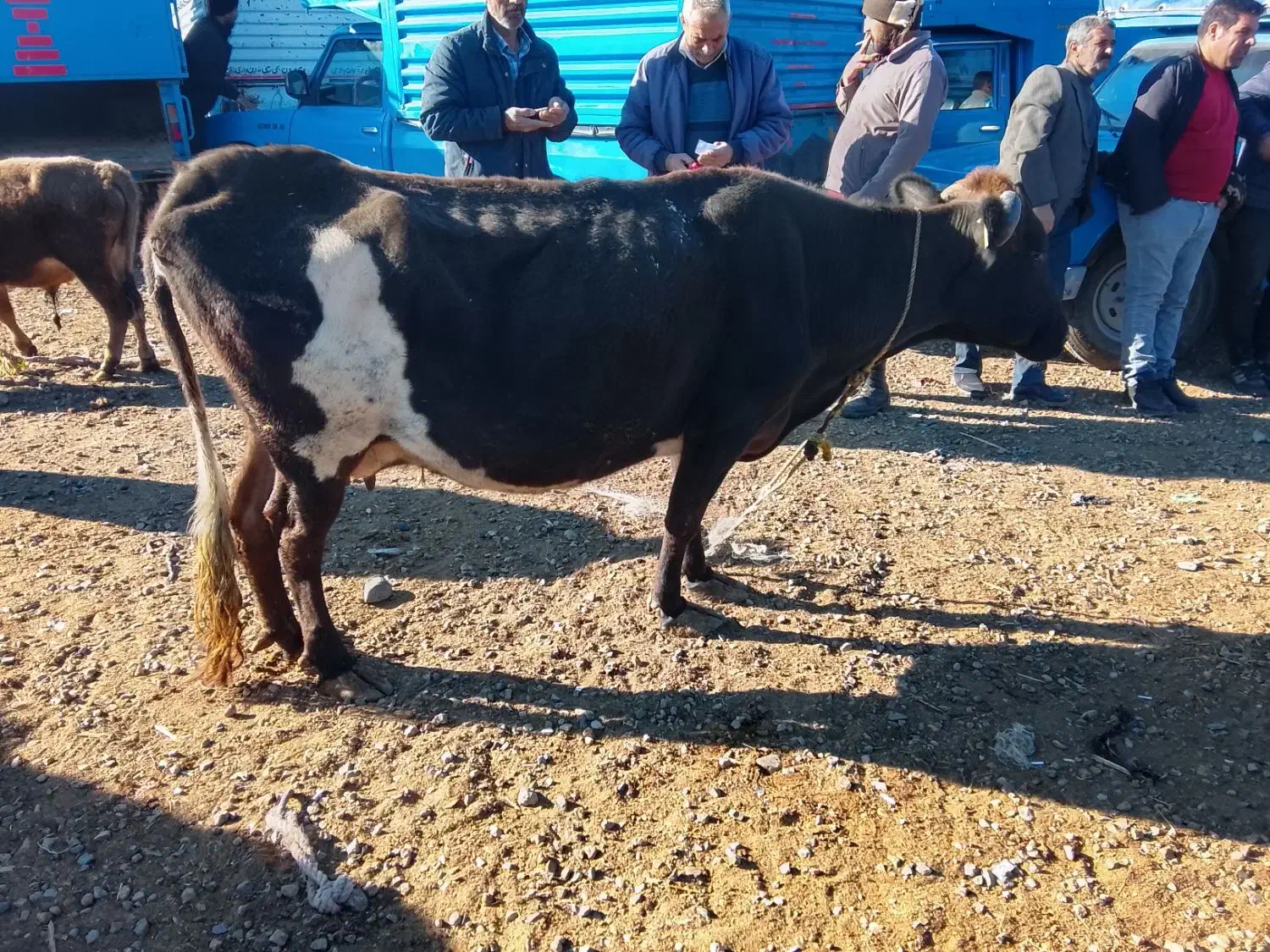 گاو گوشتی|حیوانات مزرعه|اهر, |دیوار