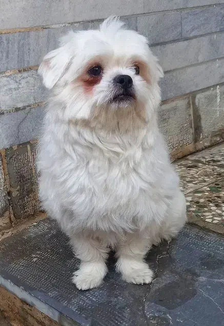 پامرین پاکوتاه|سگ|بروجرد, |دیوار