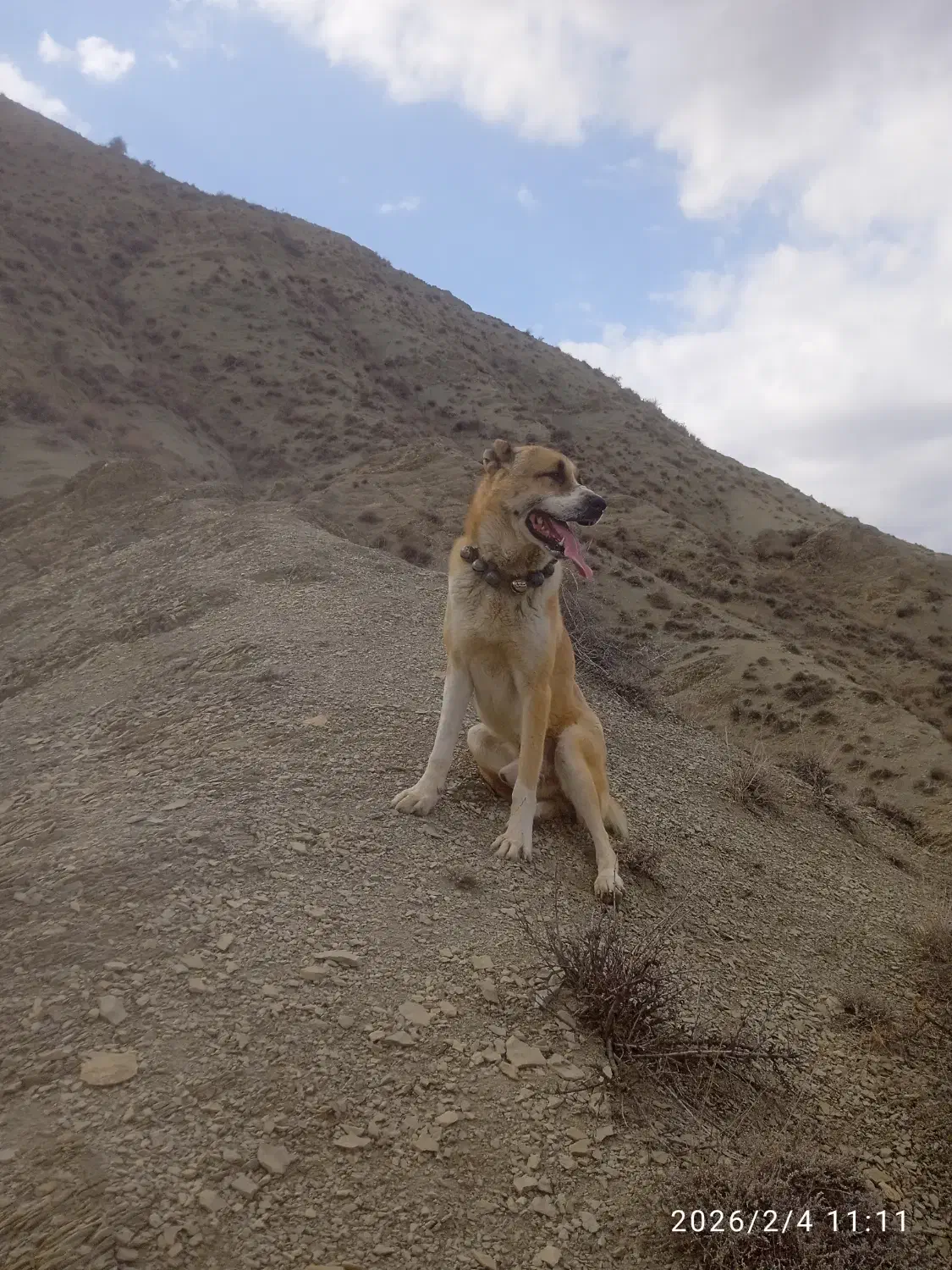 سگ گوسفندی|سگ|آشخانه, |دیوار