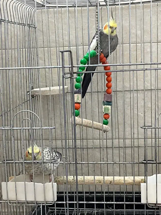 عروس هلندی|پرنده|تهران, اتابک|دیوار