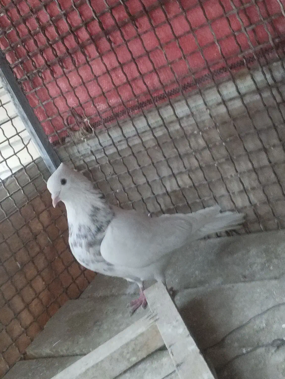 کبوتر رنگی طوقی|پرنده|لنجان, |دیوار