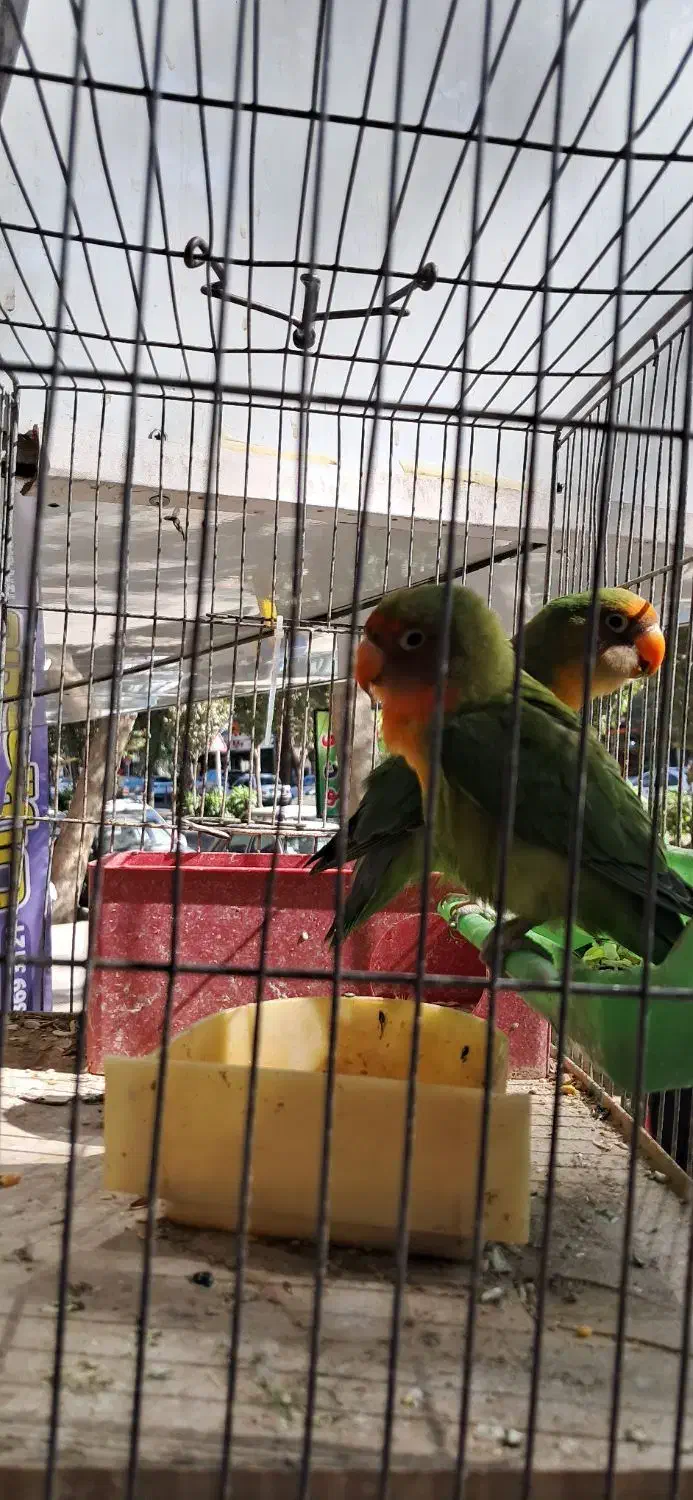 طوطی برزیلی|پرنده|پلنگ آباد, |دیوار