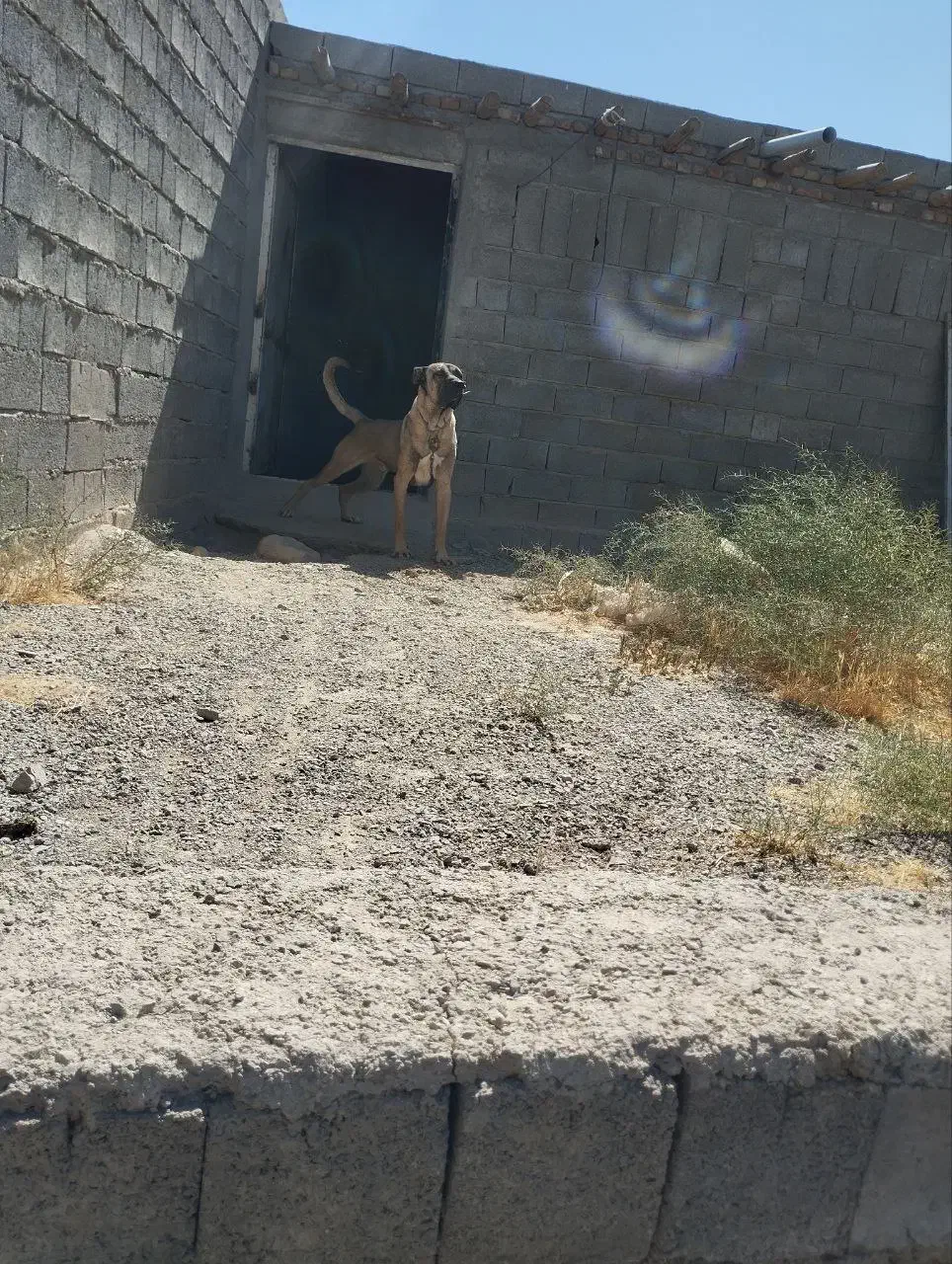 سگ ایرانی|سگ|ملکان, |دیوار