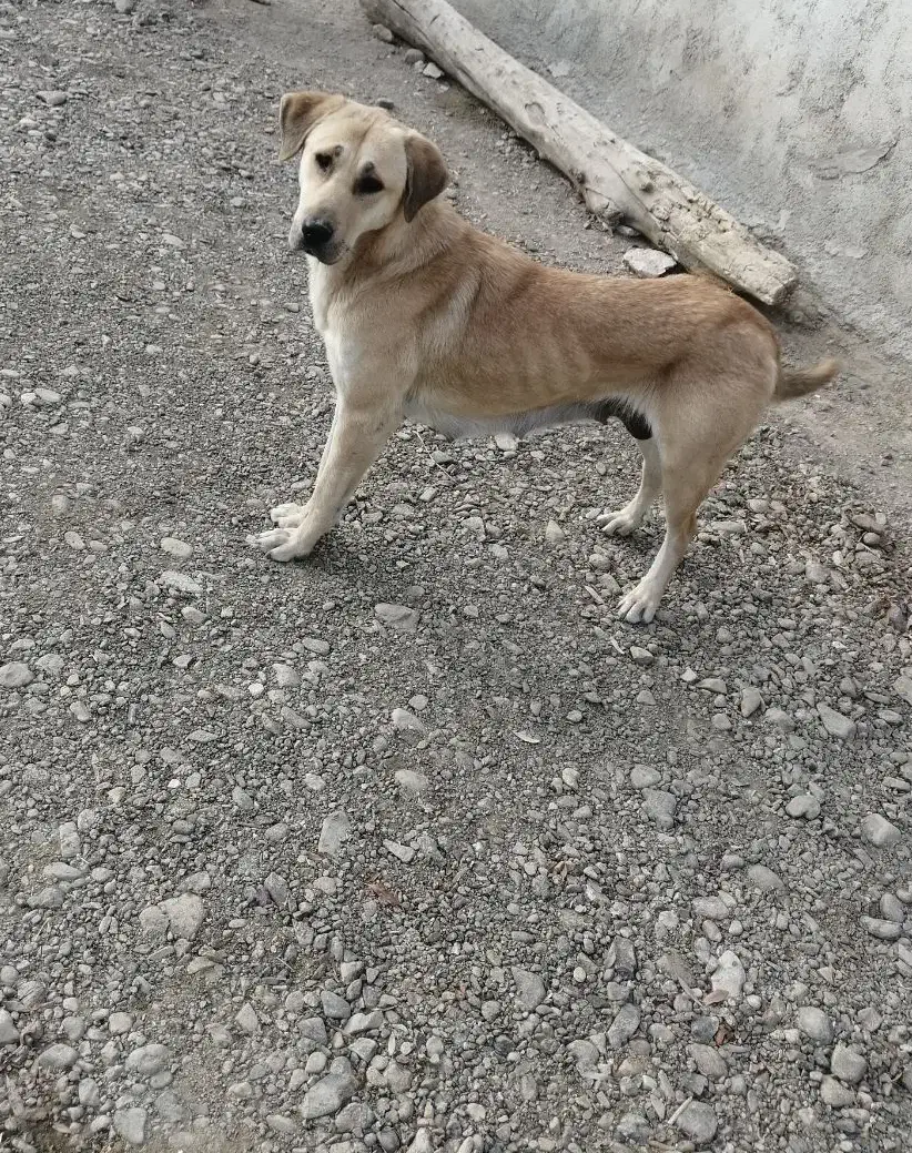 سگ گمشده ماده|حیوانات|حسین آباد, |دیوار