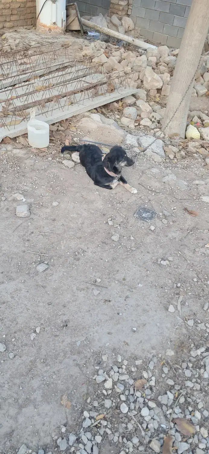 سگ پاکوتاه|سگ|صادق آباد, |دیوار