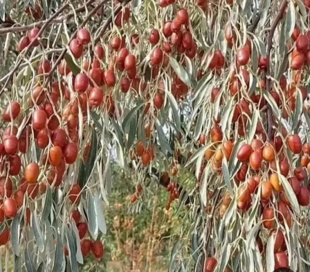 سنجد درخت مقاوم واقتصادی،در نهالستان ، گلخانه نهال|خدمات باغبانی و درختکاری|مشهد, سیسآباد|دیوار