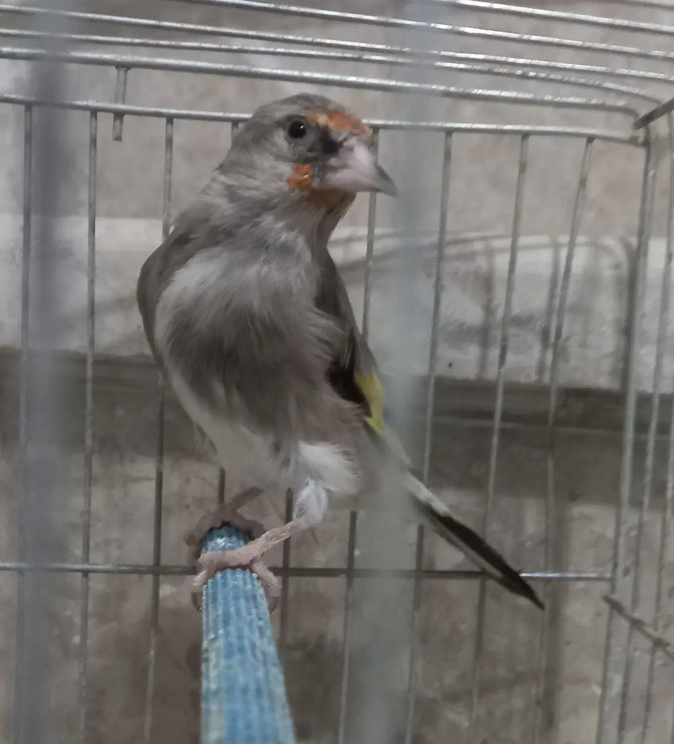 ماده سهره کرمانی|پرنده|زرند, |دیوار