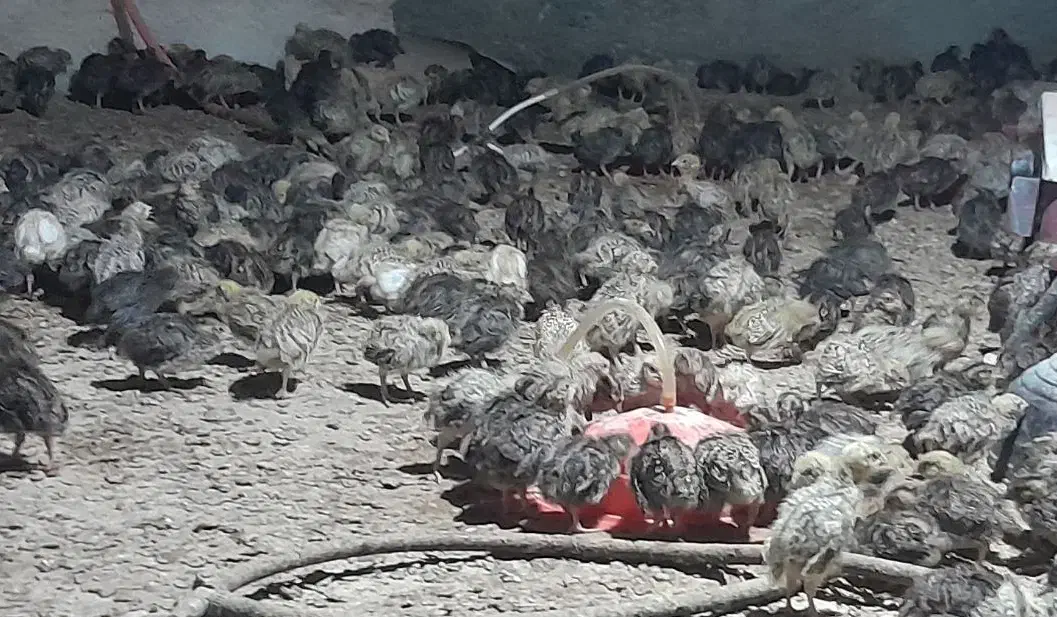 جوجه بلدرچین|حیوانات مزرعه|گزیک, |دیوار