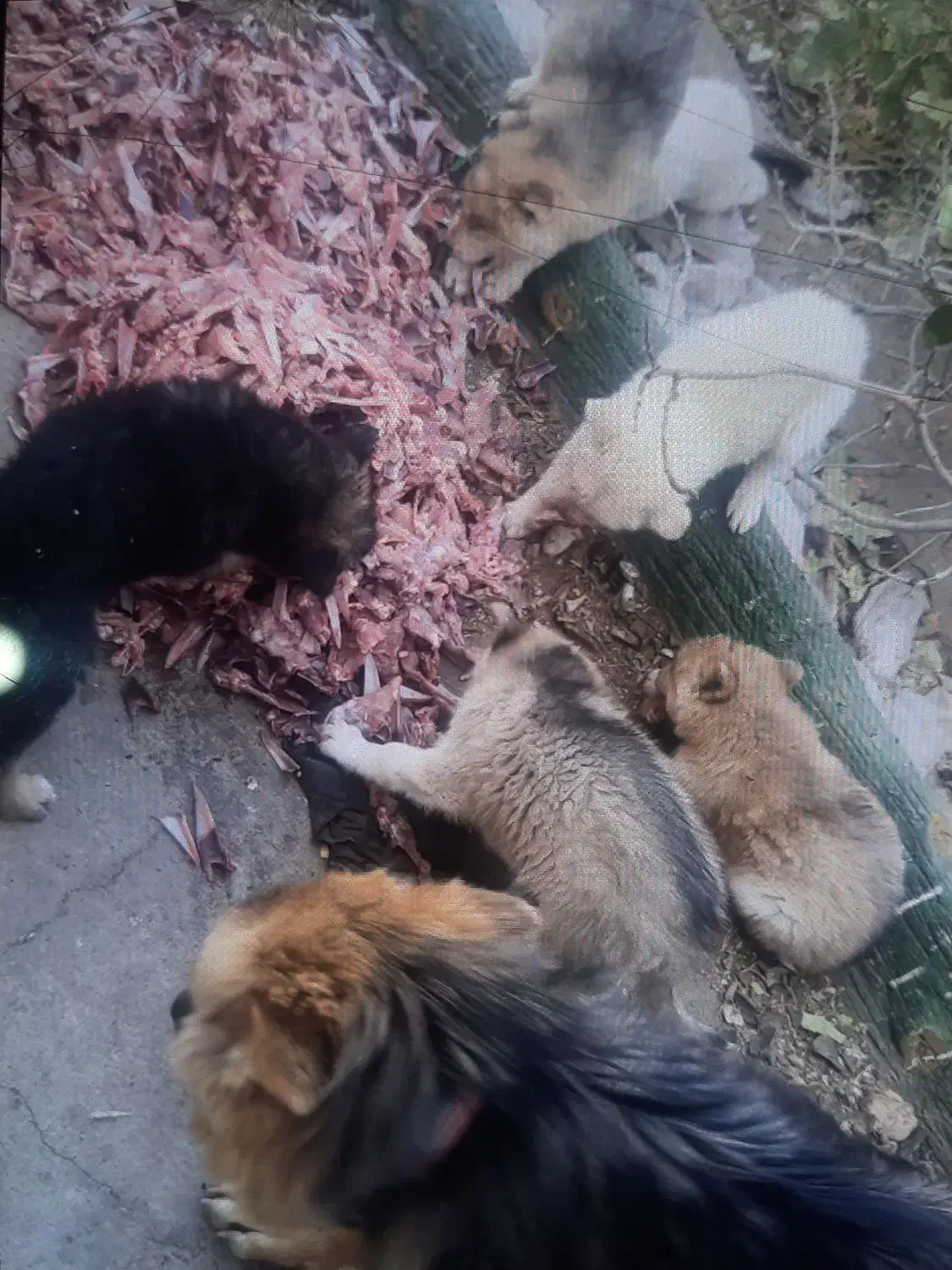 سگ ژرمن|سگ|قائن, |دیوار