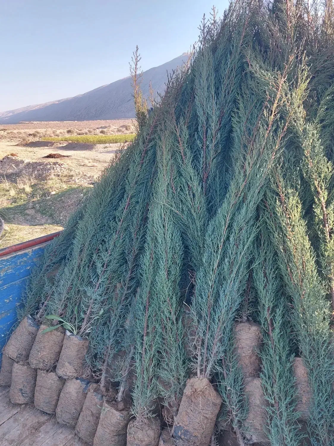 نهال|خدمات باغبانی و درختکاری|تبریز, |دیوار