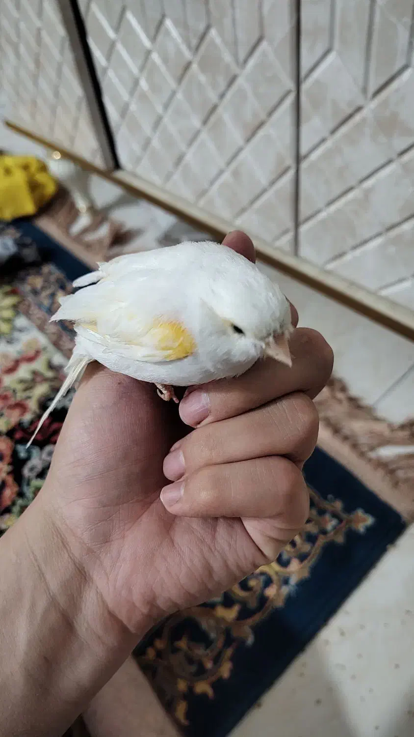 قناری سفید ماده هم قرچک هم پیروزی مترو ابن سینا|پرنده|قرچک, مهدیه|دیوار