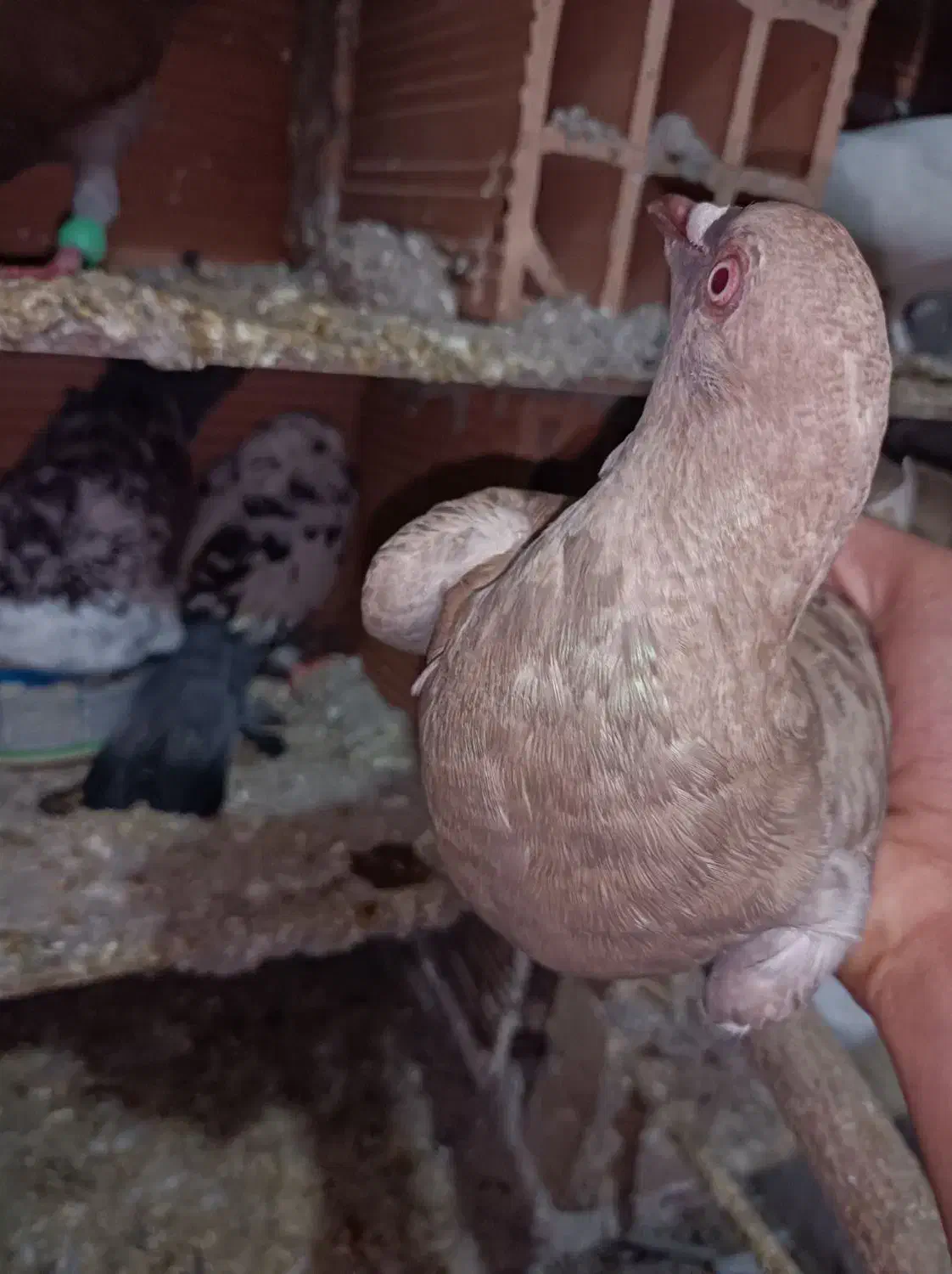 جفت سرخ پلاکی|پرنده|علیآباد کتول, |دیوار